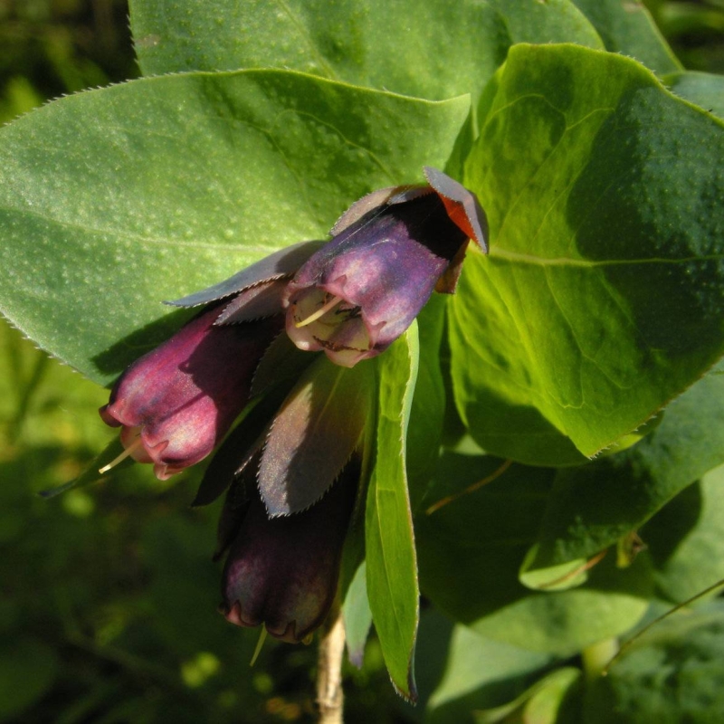 Cerinthe 'Pride Of Gibraltar'